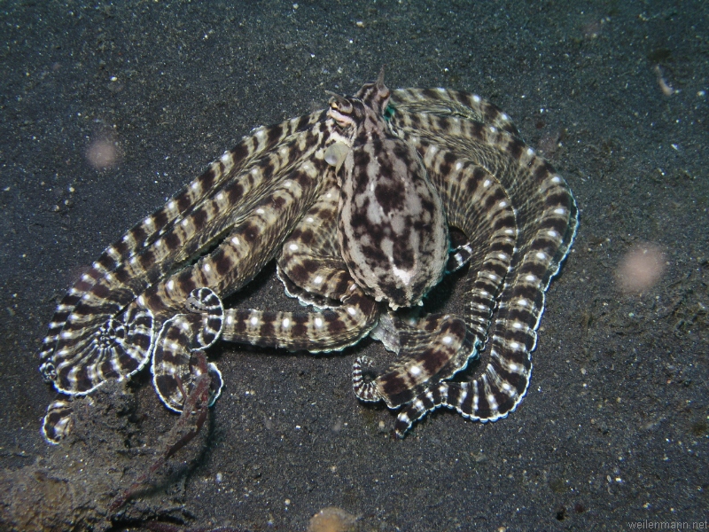 Mimic Octopus